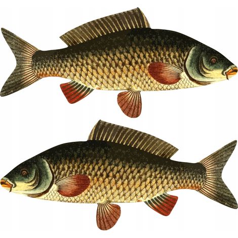 Pegatinas para barcos - 2 x Carpa M
