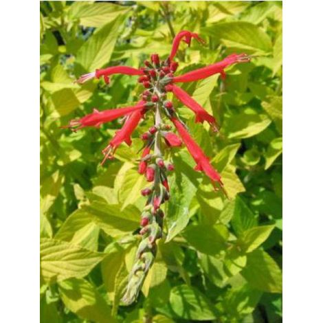 Sauge ananas 'Golden Delicious' Pot de 1,5L/2L (1/2)