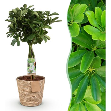 Schefflera Nora - Plante d'Intérieur Arbre à Doigts avec Panier - Vert - Pot 21cm - 70-82cm - PANGIVO (1/5)
