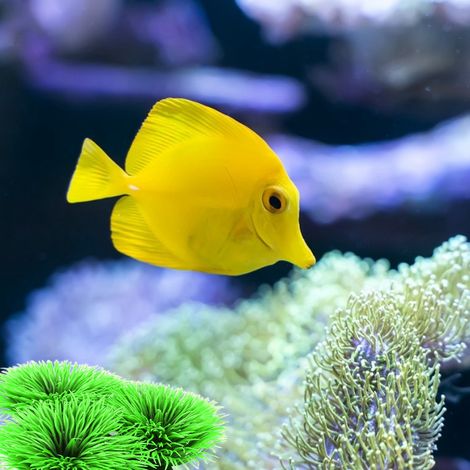 Abri pour Poissons Combattants avec Trois Feuilles Artificielles pour Aquarium - Repos et Pondaison - Accessoires pour Aquariophilie-AUTRES (1/5)