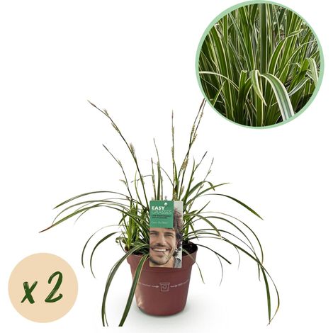 Lot de 2 Graminées Ornementales Carex morrowii Ice Dance Vert et Blanc Persistant 50cm - PANGIVO (1/5)
