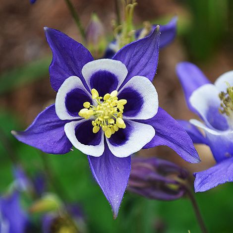 4 x Ancolie des jardins - Aquilegia vulgaris  - godet 9x9 cm