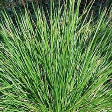 4 x Sesleria bleu - Sesleria caerulea  - godet 9x9 cm