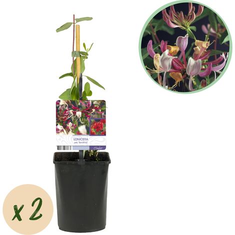 Lot de 2 Chèvrefeuilles Lonicera Serotina Plante Grimpante Fleurs Roses et Blanches Pot 11cm H40cm - PANGIVO (1/5)