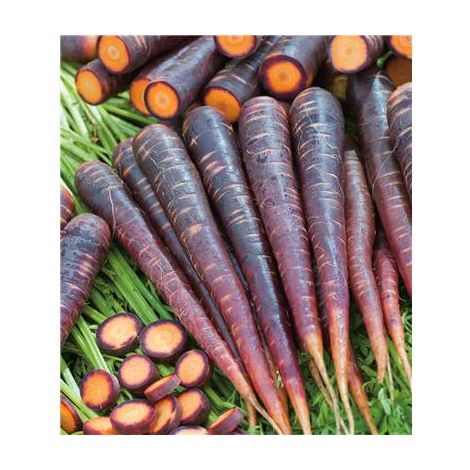 CAROTTE PURPLE HAZE F1 - Graines de légumes - 1000 GRAINES
