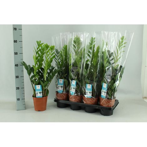 Plante ZZ Zamioculcas d’intérieur Feuillage vert décoratif Pot 14 cm Hauteur 65 cm Salon Bureau - PANGIVO