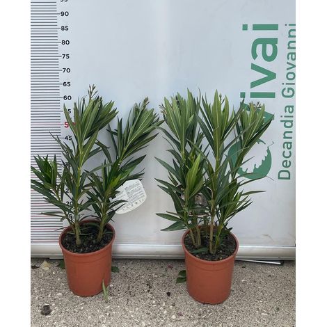 PIANTA DI OLEANDRO NERIUM VASO 19 altezza 50/60 cm colori mix  (foto reale)