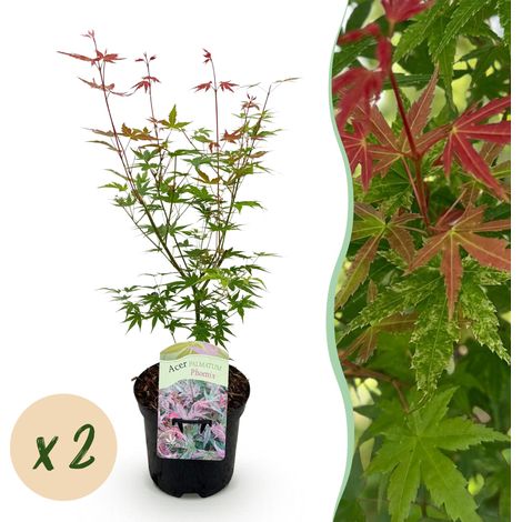 Érable du Japon Acer palmatum Phoenix Lot de 2 Plantes pour Terrasse et Balcon Rose 70cm - PANGIVO (1/5)