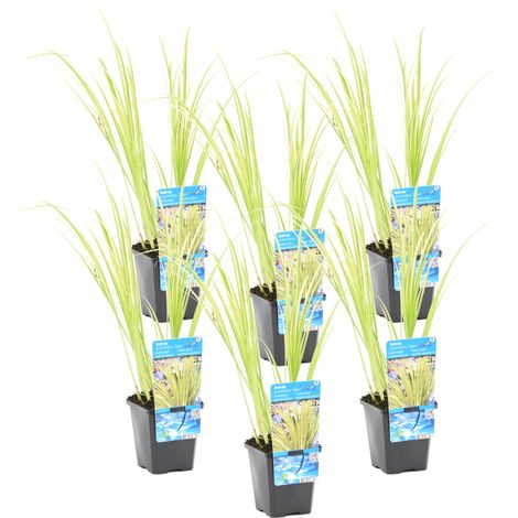 Bloomique - Lot de 6 - Acorus Ogon - Acore nain - Plantes de bassin - Résistante au gel - 10-20 cm de haut - Pot 9 cm