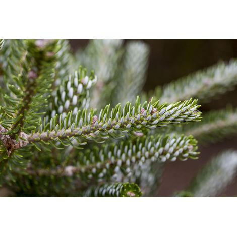 Koreatanne 'Silberlocke' Abies koreana Silberlocke' C 15 50- 60