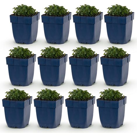 Campanule portenschlagiana Couvre-sol Vivace Fleurs Roses - Lot de 12 Plantes - Pot 11 cm - PANGIVO (1/5)