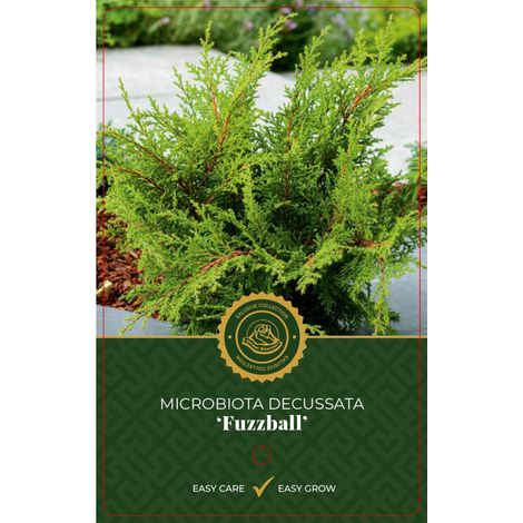 Microbiote de Sibérie 'Fussball' Pot 2,5L 20/30cm - Microbiota decussata Fussball (1/2)