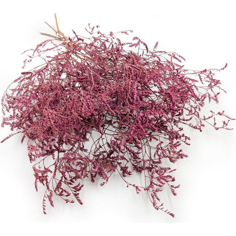 Getrockneter Strandflieder (Limonium latifolium) – gefärbt – Rosa (1/5)