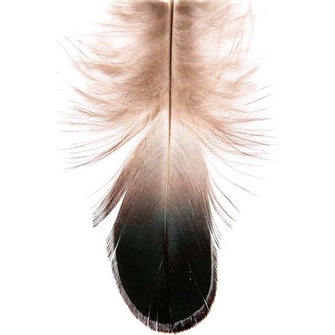 Tableau Plume deco - 50x80cm - made in France (1/5)