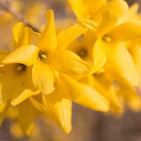 Gardenaria Forsizia - Forsythia 'Spectabilis' - Arbusto ornamentale da giardino - Altezza: 90/100 cm (vaso 24) (1/3)