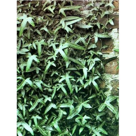 Hedera helix 'Sagittifolia' Godet de 8/9 cm