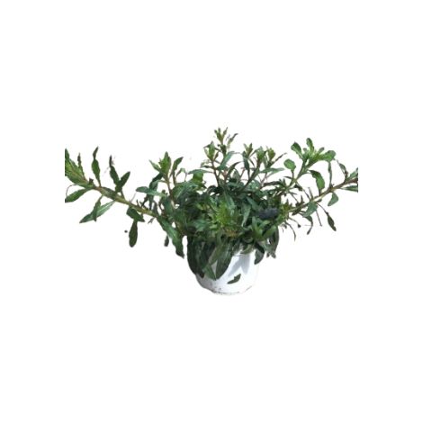 Gaura