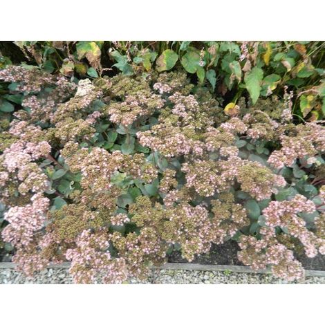 6 x Sedum 'Matrona' - Pot Orpin 9x9cm