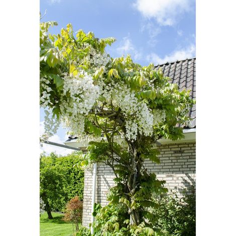 Wisteria floribunda 'Alba' - Glycine grimpante à fleurs blanches - pot 15 cm - hauteur 65 cm - PANGIVO