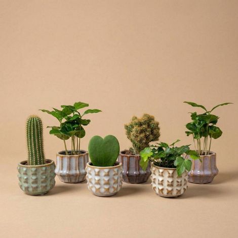 Lot de 6 Mini Plantes Cactus et Succulentes avec Pots en Céramique San Juan Ø 6 cm - PANGIVO (1/4)