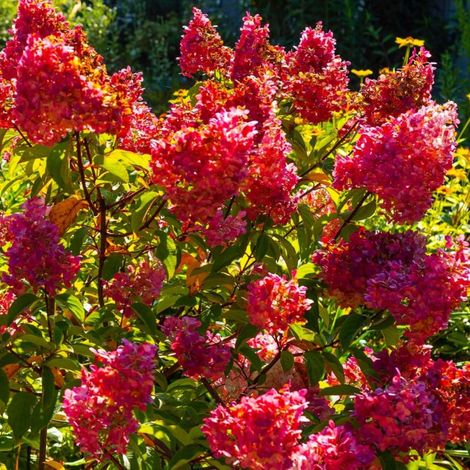 Hortensia Paniculé 'Diamant Rouge' (Hydrangea Paniculata)
