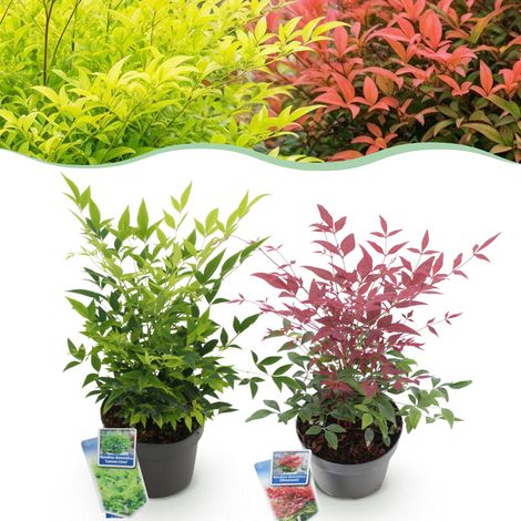 Nandina Domestica Duo Jaune et Rouge - Lot de 2 Arbustes Persistants - Pot 17 cm Hauteur 45 cm - PANGIVO (1/5)
