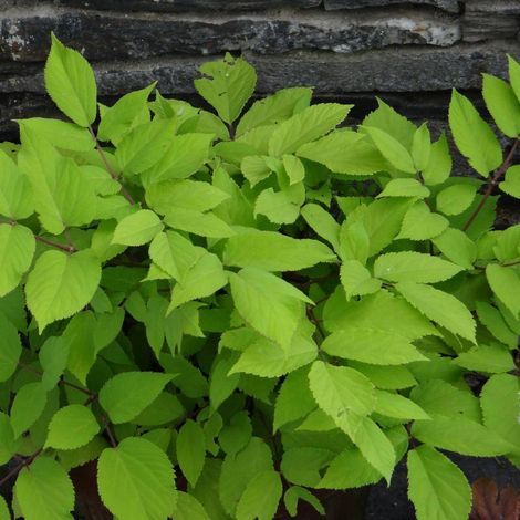 Fatsia cordata Sun king, Aralia à feuilles dorées/Lot de 9 godets