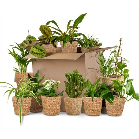 Lot de 12 Plantes d'Intérieur Surprise et 12 Paniers en Jonc de Mer Beige Ø 5-17 cm - PANGIVO (1/3)