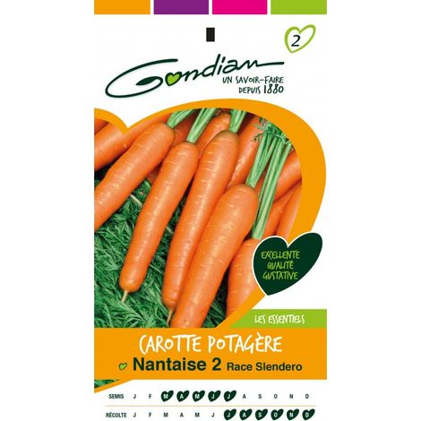 Gondian - Carotte potagère Nantaise 2 (1/3)