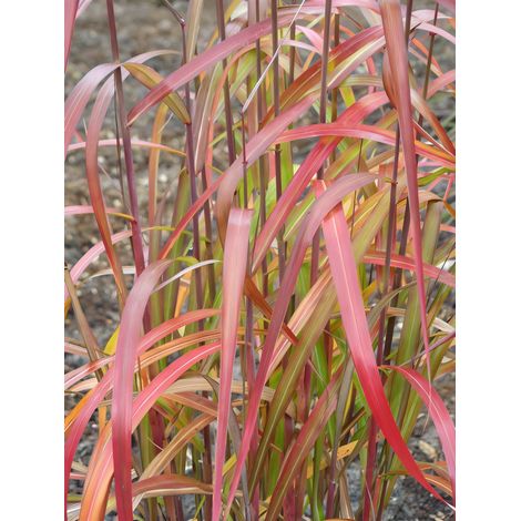 Gardenaria Miscanthus sinensis 'Navajo' - Graminacea ornamentale da esterno - Altezza: 60 cm (vaso 17)