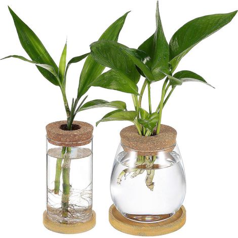 Lot de 2 bocaux de propagation de plantes, terrariums en verre avec couvercle en liège, pots de culture hydroponique en verre avec plateaux. (1/5)