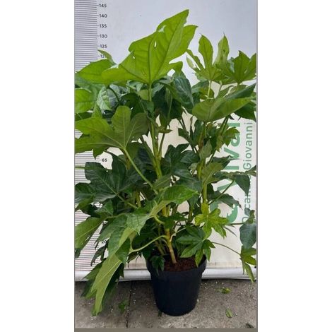 PIANTA DI FATSIA JAPONICA A CESPUGLIO IN VASO 30 (foto reale)