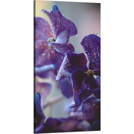 Leinwanddruck Botanik Hortensienblüte 60x120