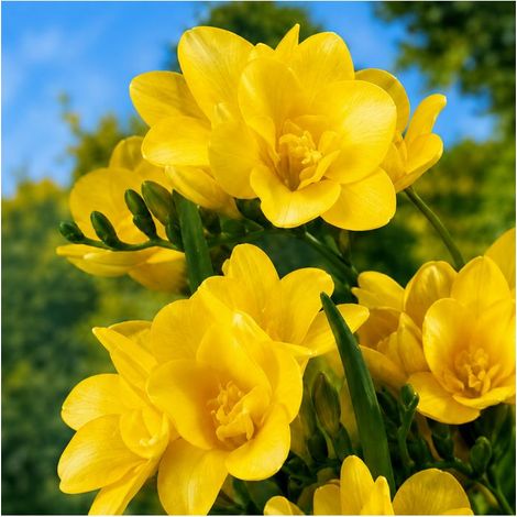Freesias doubles jaunes Sgaravatti 10 bulbes, floraison lumineuse au printemps pour massifs et bouquets - 802508 (1/3)