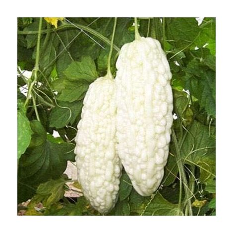 Semi Balsamina Cucumerina Melone Amaro Cinese Bianco 10 Pezzi (1/4)