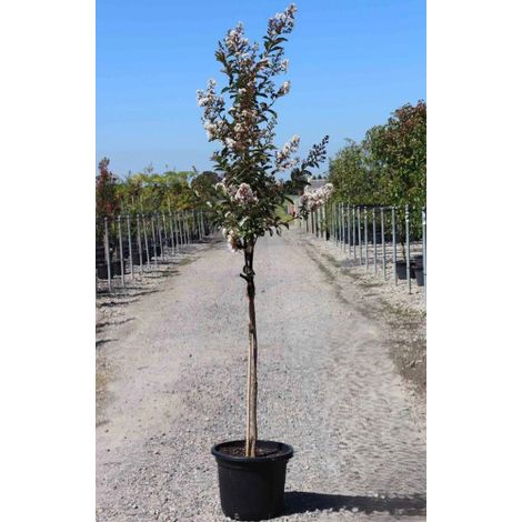 Lagerstroemia indica Bianca pianta ad alberello in vaso 24 cm h. 150 cm circa Bianco - Select 1: Bianco