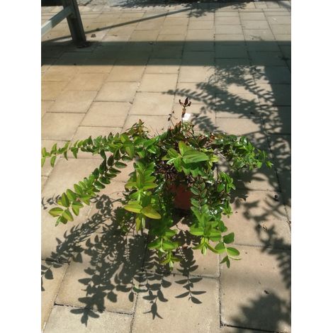 Duranta v17
