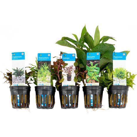 Bloomique - Set de 5 - Plantes d'aquarium véritables - Plantes aquatiques - Purifiantes - Oxygène - Pogostemon, Hétéranthère, Cryptocoryne, Grand amie de l'eau, Ludwigia - Hauteur 15-20 cm (1/3)