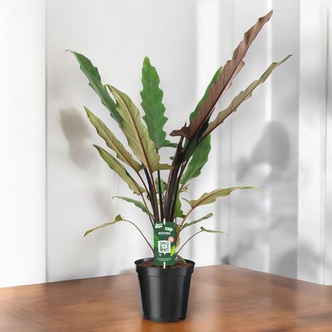 Gardenaria Alocasia lautebarchiana - Pianta da interno ornamentale - Altezza: 80 cm (vaso 19) (1/5)