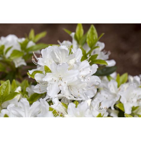 Japanische Azalee 'Palestrina' Rhododendron obt.'Palestrina' C2 15- 20