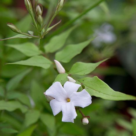 Jasmin commun - Jasminum officinale - 50-60 cm pot (1/4)