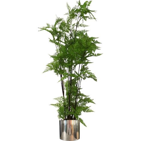 150cm Artificial Natural Extra Large Fern Foliage Plant with Silver Metal Plater (1/5)