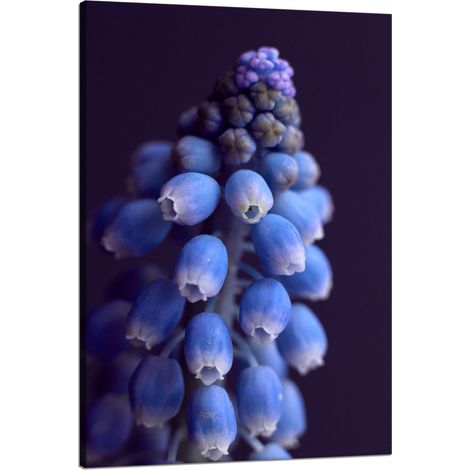 Leinwanddruck Botanik Blume Hyazinthe 80x120 cm