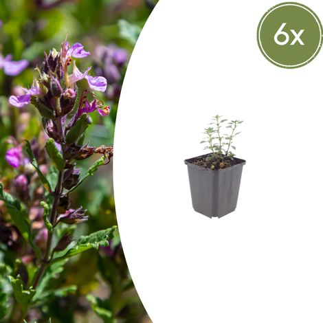 Lot de 6 Germandrées Teucrium lucidrys - Bordure et Rocaille Persistante - 10-25 cm - Ø9 cm - PANGIVO (1/5)