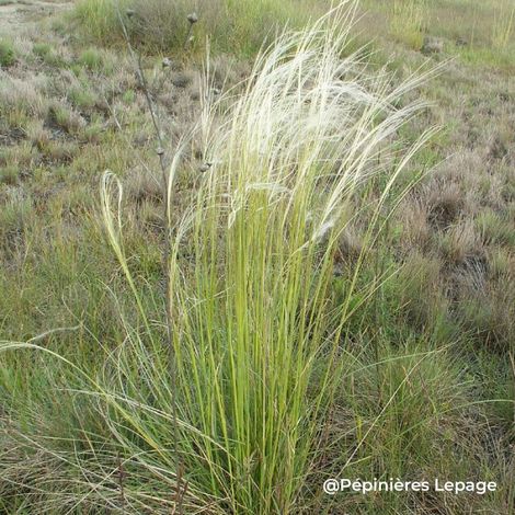 3 Stipes chevelue (Stipa capillata)
