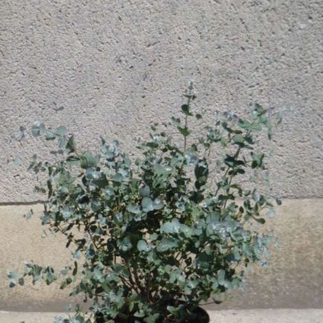 Eucalyptus Baby Blue, Gommier argenté/Pot de 7,5L - 60/80 cm (1/2)