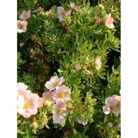 Potentille arbustive 'Lovely Pink'® Pot de 1,5L/2L