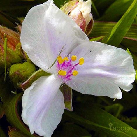 3 Ephémères De Virginie 'Domaine De Courson' (Tradescantia 'Domaine de Courson')