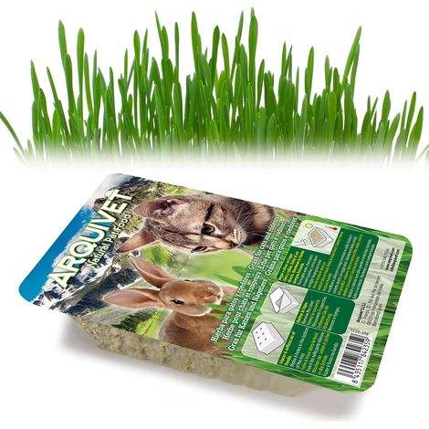 Arquivet Erba per gatti e roditori - Semi per Erba Gatta - Pianta per Gatti - Erba Gatta - Erba Gatto - Erba commestibile per gatti - 100 g
