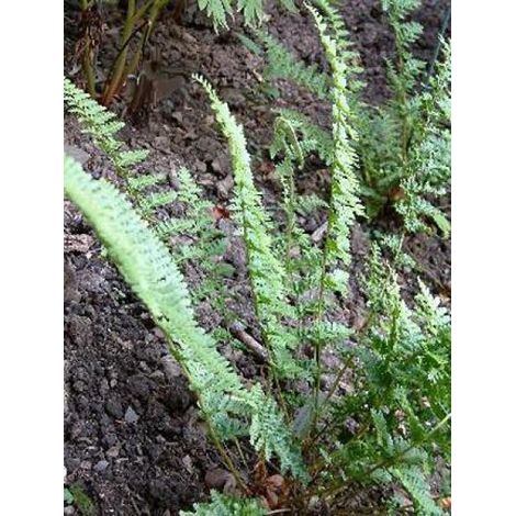 Fougère mâle 'Barnesii' Godet de 8/9 cm (1/3)